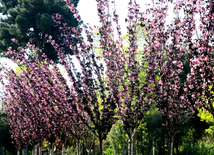 Spring in Baku. Azerbaijan, Baku, 20 apr. 2016